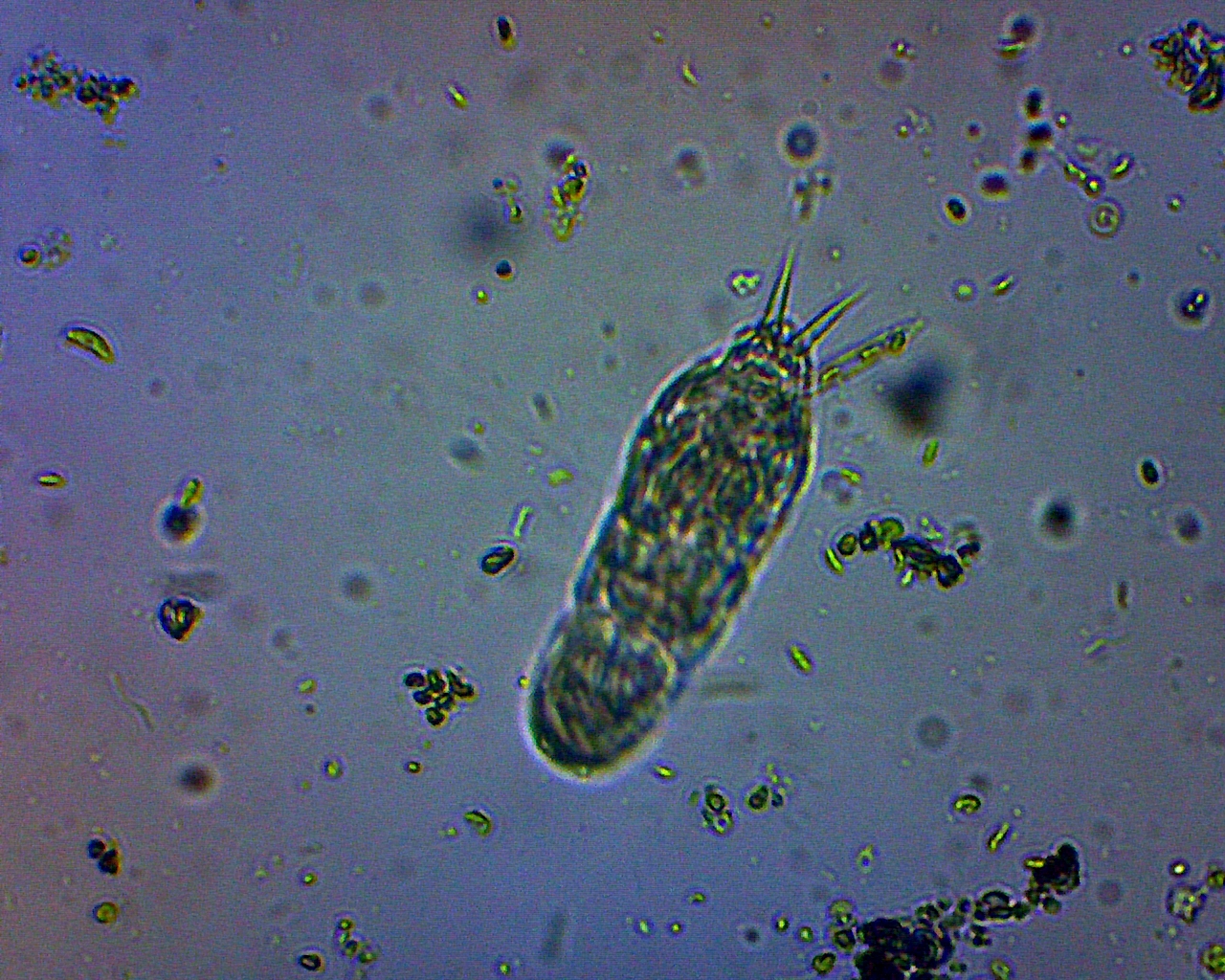 Rotifer